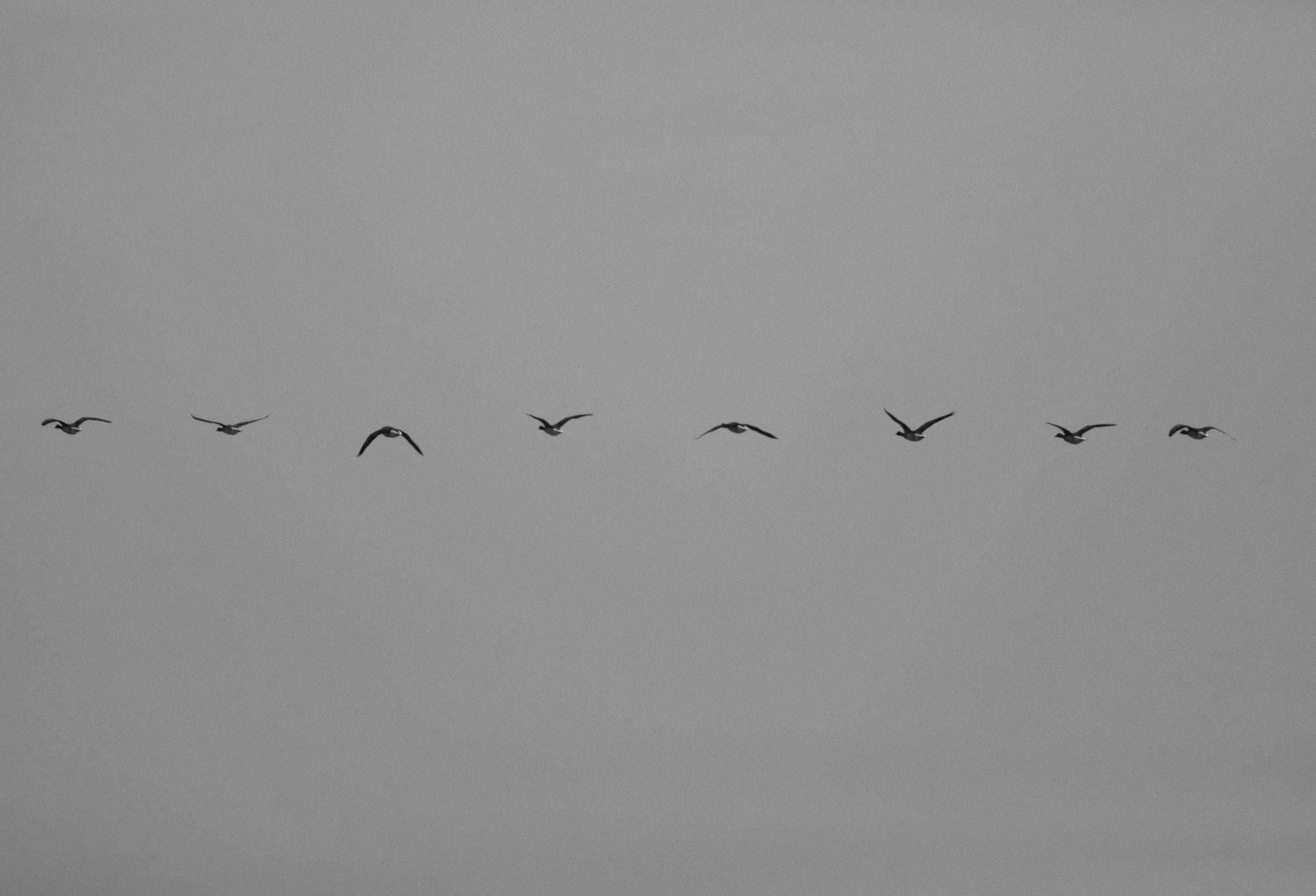 Eadweard Muybridge comes to mind